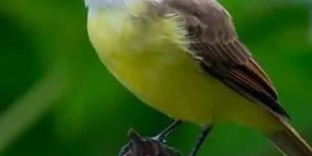 Imagem do grupo de WhatsApp ASSOCIAÇÃO DE ASSOBIADORES