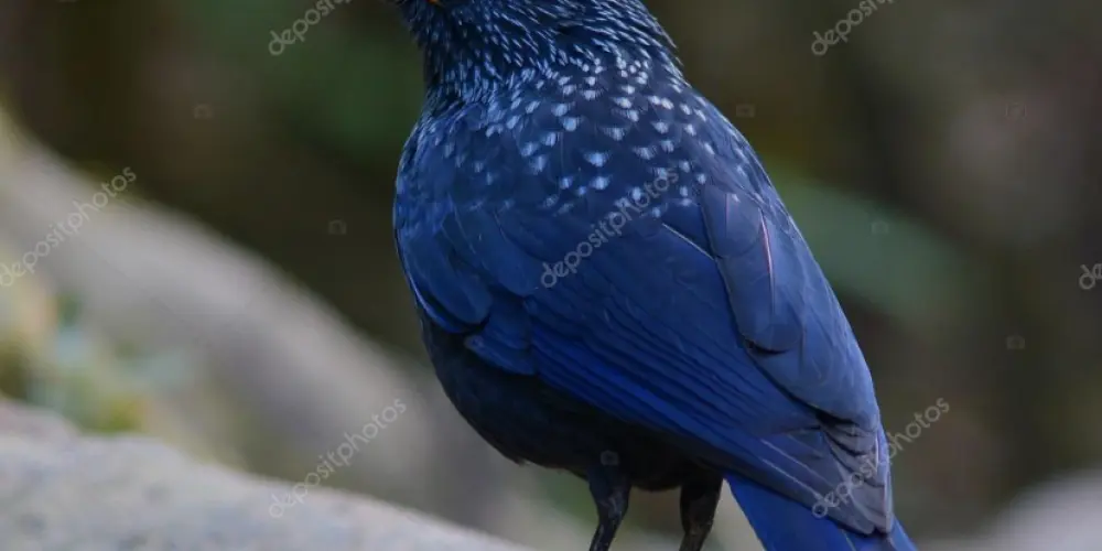 Imagem do grupo de WhatsApp 🇧🇷Associação de assobiadores do Brasil🇧🇷