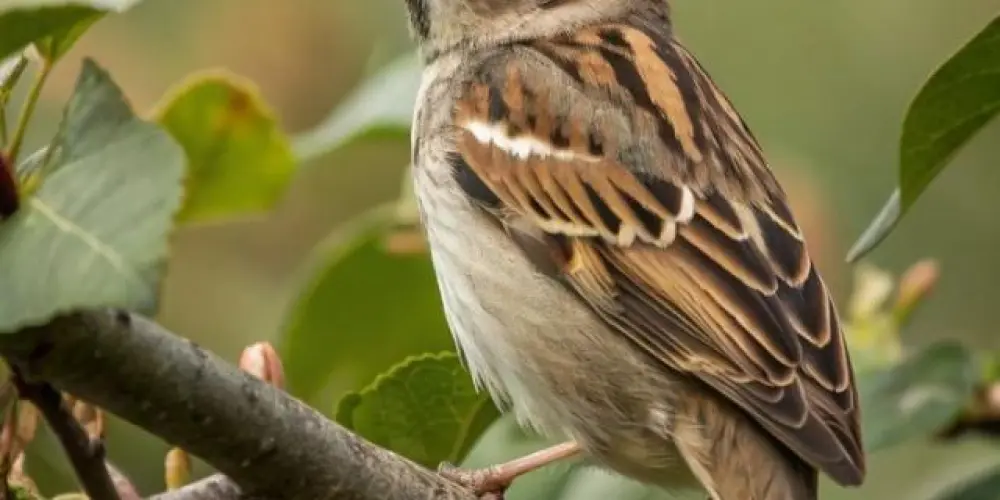 Imagem do grupo de WhatsApp associação de assobio de Mato Grosso