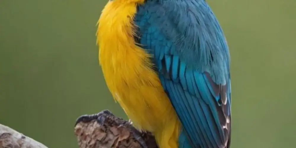 Imagem do grupo de WhatsApp Associação de assobios