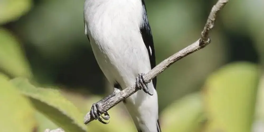 Imagem do grupo de WhatsApp Associação do assobio🐦‍⬛🐦‍⬛🐦‍⬛🐦‍⬛🐦‍⬛