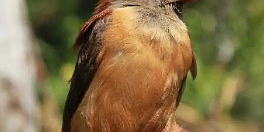 Imagem do grupo de WhatsApp Associação do Assovio Nacional