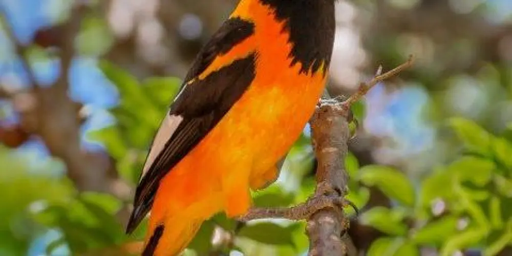 Imagem do grupo de WhatsApp Associação Dos Assobiadores! 🕊️