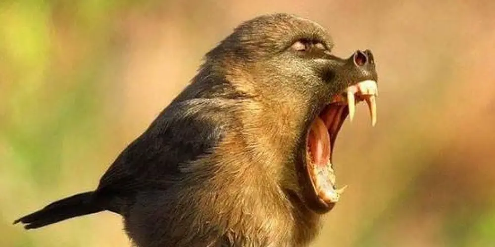 Imagem do grupo de WhatsApp Associação dos Assobiadores🐦