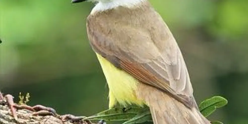 Imagem do grupo de WhatsApp Associação dos Assobiadores BOCA MOLE