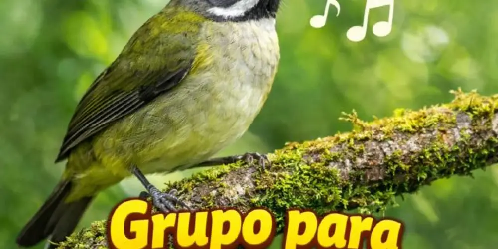 Imagem do grupo de WhatsApp ASSOCIAÇÃO DOS ASSOBIADORES DO BRASIL 🇧🇷