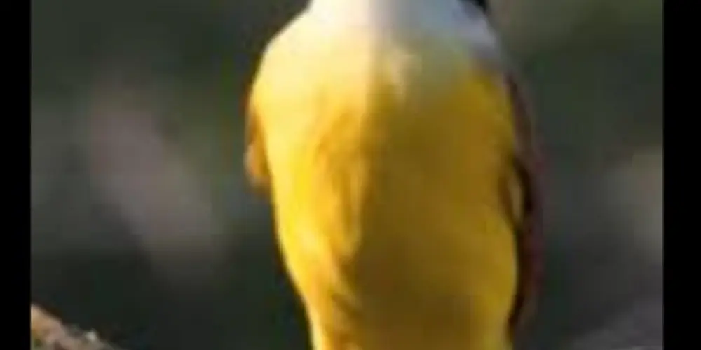 Imagem do grupo de WhatsApp Associação dos assovios BR