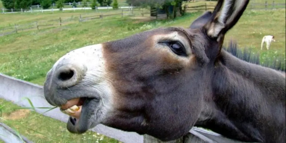 Imagem do grupo de WhatsApp Associação dos jumento