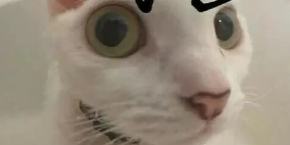 Imagem do grupo de WhatsApp Associação dos Miados🐱