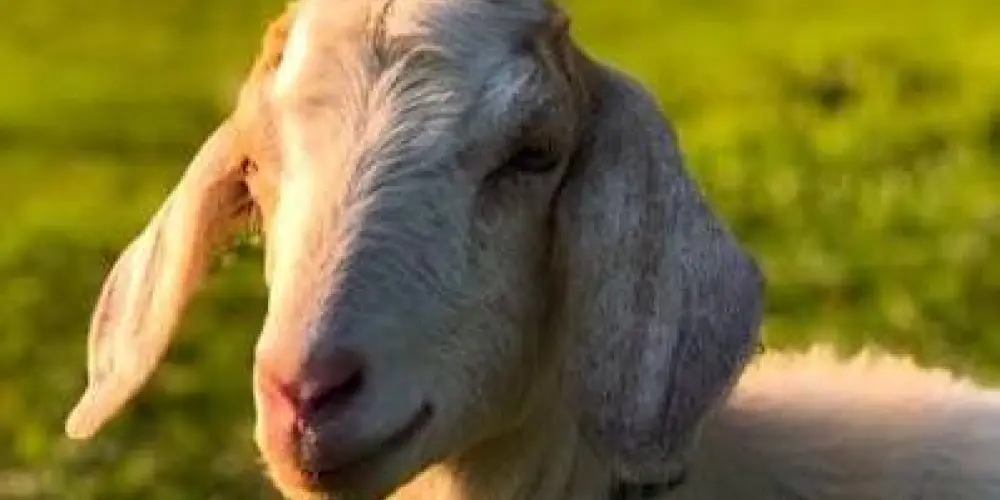 Imagem do grupo de WhatsApp Associação imitadores de bode 🐐