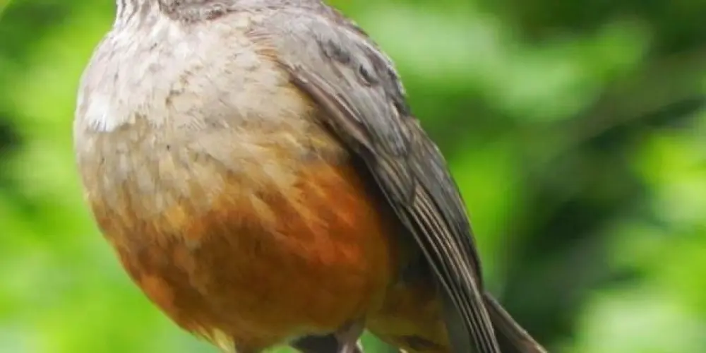 Imagem do grupo de WhatsApp Assovios AdS