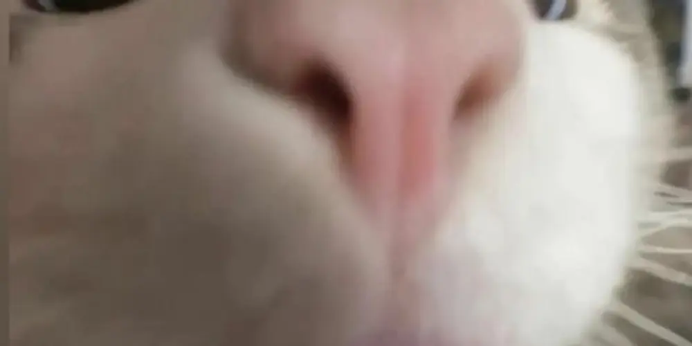 Imagem do grupo de WhatsApp até o amanhecer 🎉👏