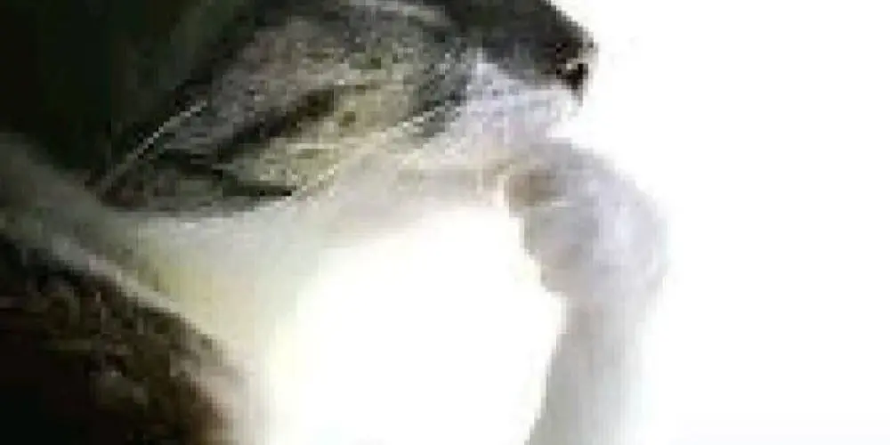 Imagem do grupo de WhatsApp 𝙷𝚞𝚗𝚝𝚎𝚛𝚜 𝙰𝚛𝚖𝚘𝚛𝚎𝚍 (Ateu maldito e yan ditador ark)