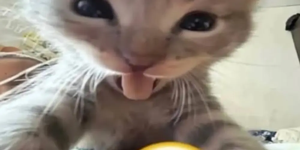 Imagem do grupo de WhatsApp °$attzz*