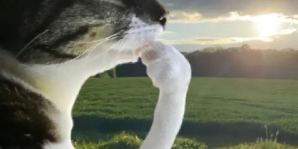 Imagem do grupo de WhatsApp aura + ego