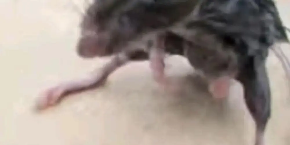 Imagem do grupo de WhatsApp Aura + egoooo☠️