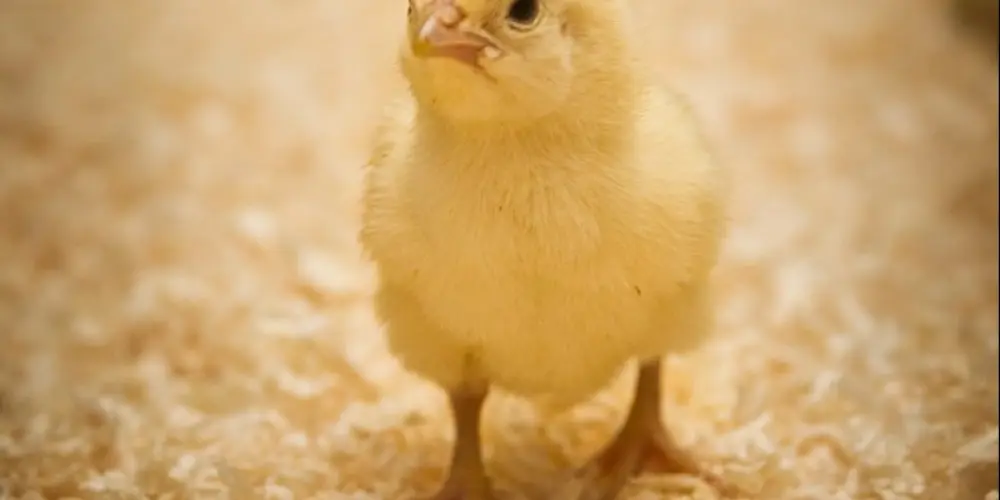 Imagem do grupo de WhatsApp Aura mais ego