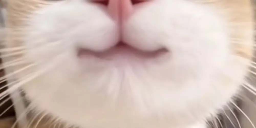 Imagem do grupo de WhatsApp 🪐Austral_Fly💫