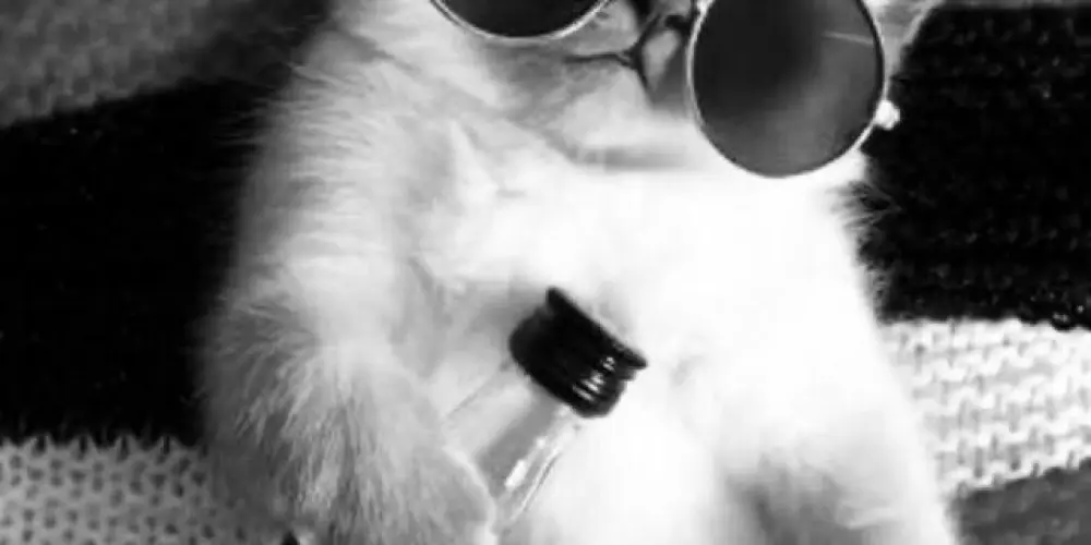 Imagem do grupo de WhatsApp ✨️Autistas ✨