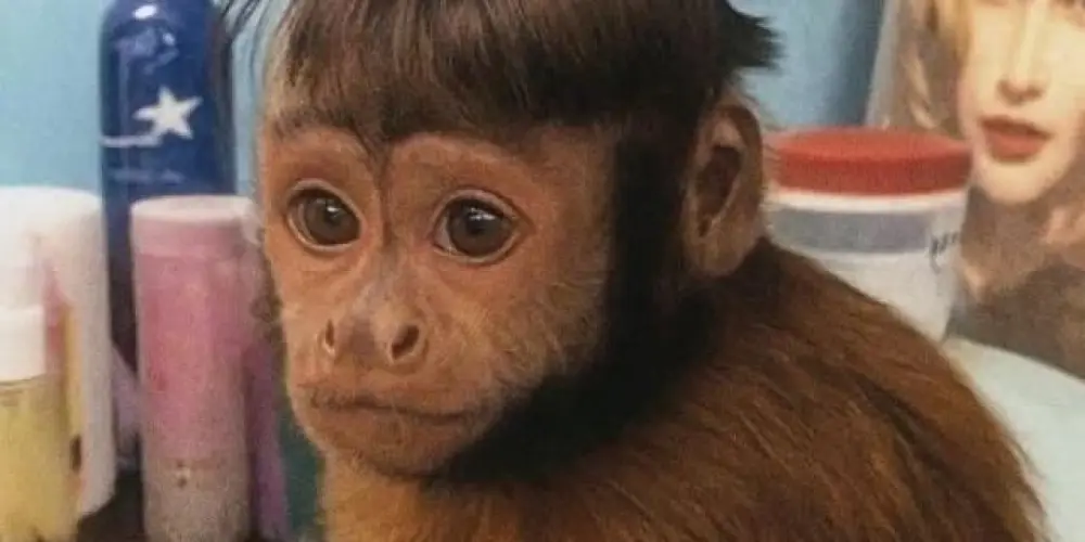 Imagem do grupo de WhatsApp AUTISTAS