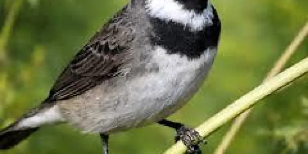 Imagem do grupo de WhatsApp Aves de irara e região 🦜