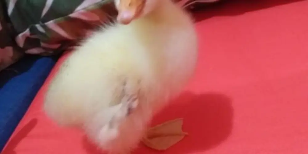 Imagem do grupo de WhatsApp Aves e Produtos Relacionados 🐔🪿🦆🦚