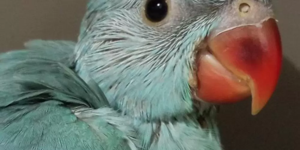 Imagem do grupo de WhatsApp Aves e Psitacídeos Brasil 🦜