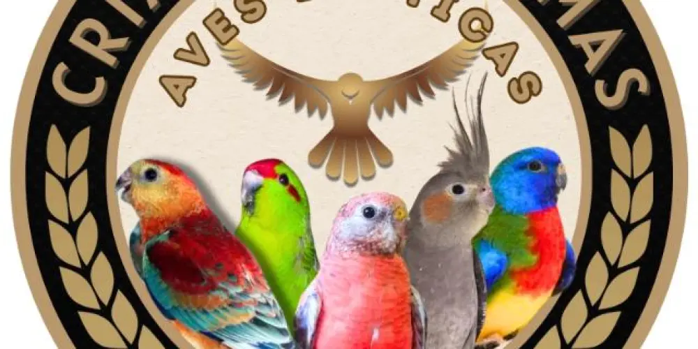 Imagem do grupo de WhatsApp 🇧🇷Aves Exóticas palmas-TO🦜🦚