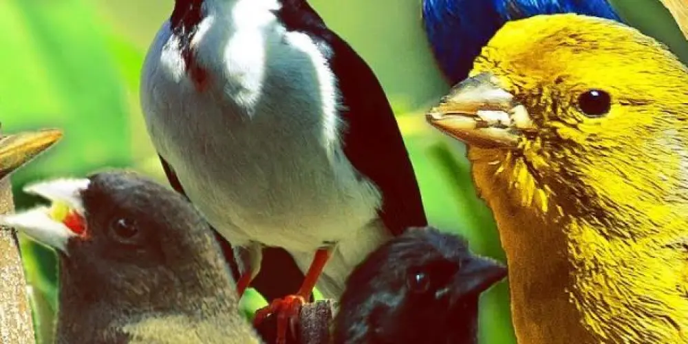 Imagem do grupo de WhatsApp AVES 🦅🦜 são Miguel dos Campos