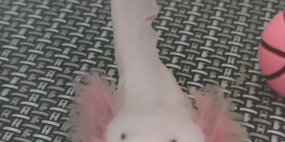 Imagem do grupo de WhatsApp AxoloteS Brasil