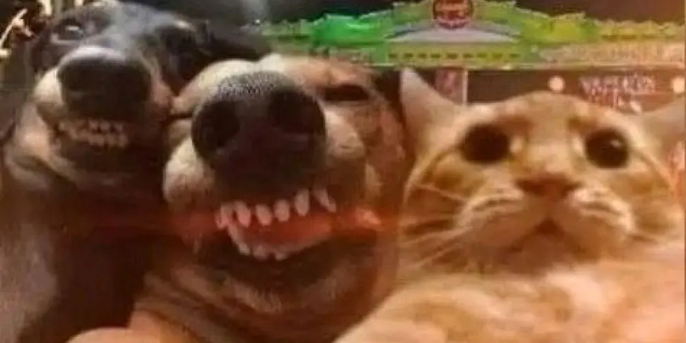 Imagem do grupo de WhatsApp Azamigo