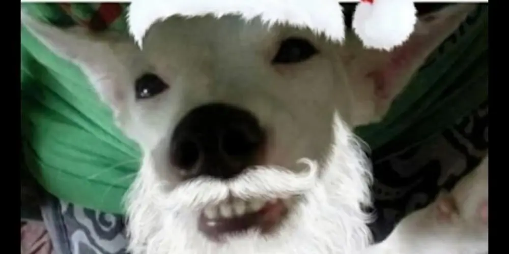 Imagem do grupo de WhatsApp baderna 8.0 🎄🎁