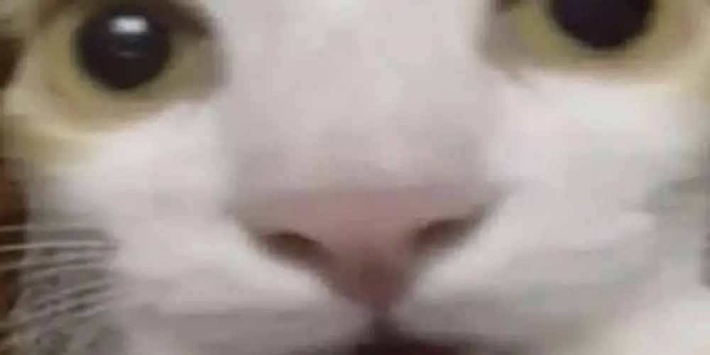 Imagem do grupo de WhatsApp Baderna on ✅