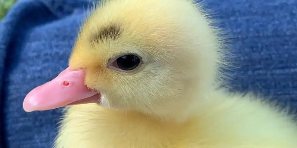 Imagem do grupo de WhatsApp BAGUNÇA & AMIZADE🦋