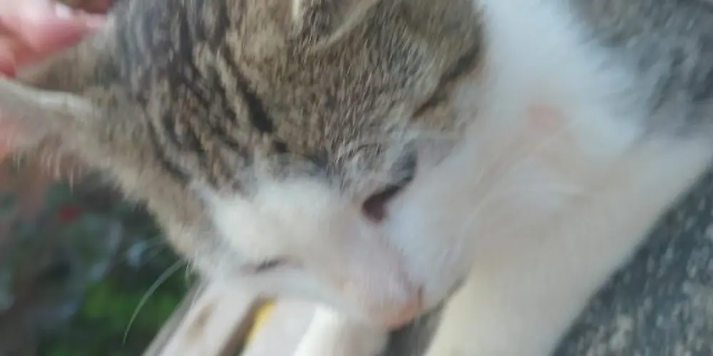 Imagem do grupo de WhatsApp BAH GURI