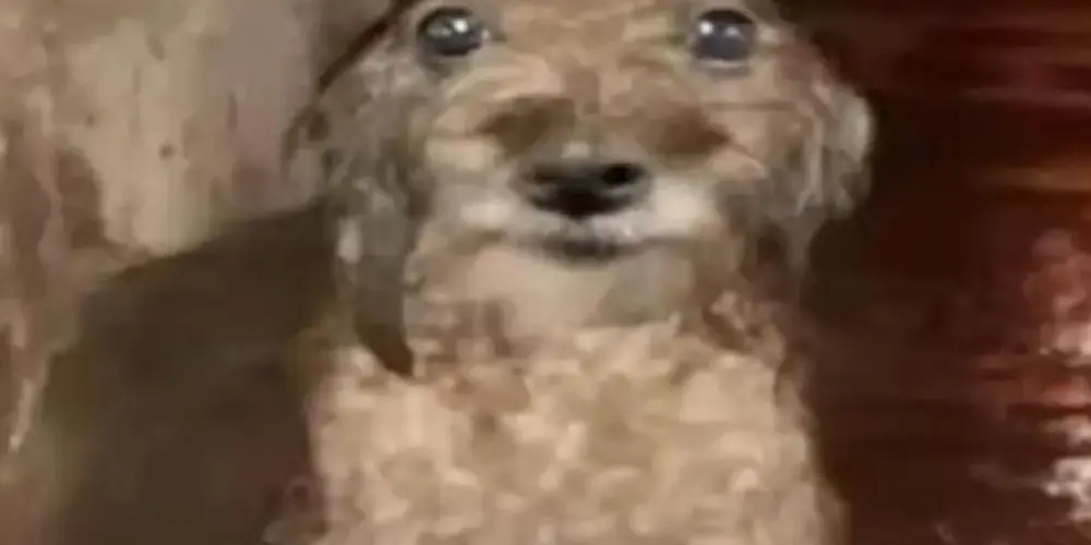 Imagem do grupo de WhatsApp Baile do panta