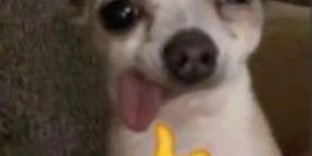 Imagem do grupo de WhatsApp Bananas de pijamas 🚑