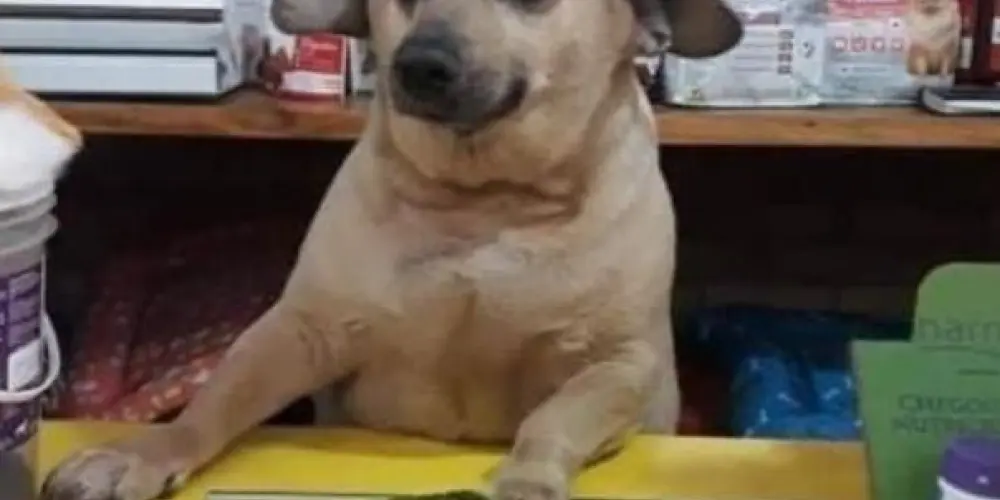 Imagem do grupo de WhatsApp Bar das cincum