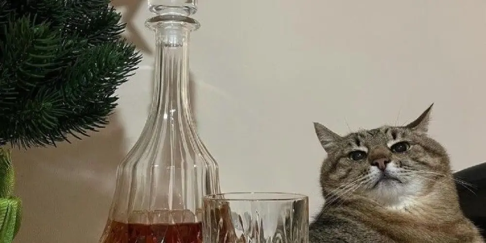 Imagem do grupo de WhatsApp Bar do boca de sacola