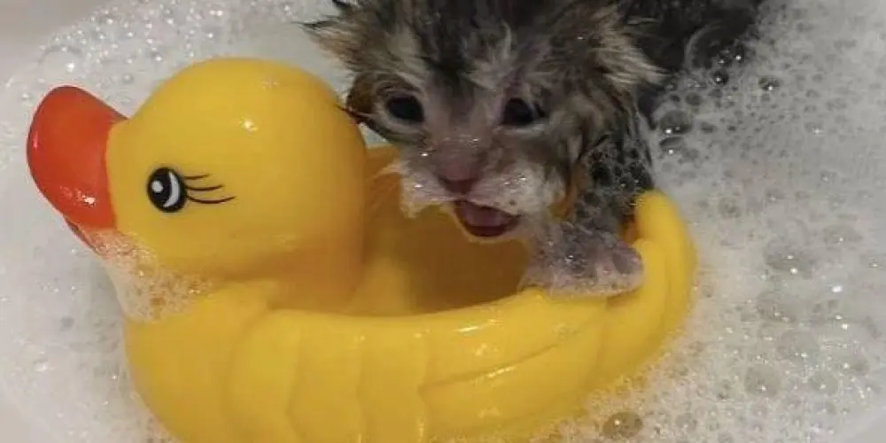 Imagem do grupo de WhatsApp 👑Bar do dark🍺