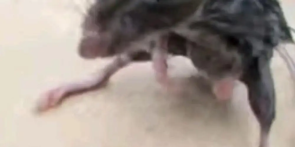 Imagem do grupo de WhatsApp Bar do seu ze