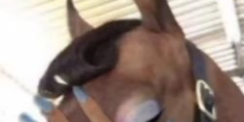 Imagem do grupo de WhatsApp Bar do Zé 🍻