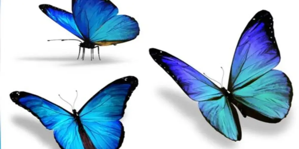 Imagem do grupo de WhatsApp BARIÁTRICA 🦋