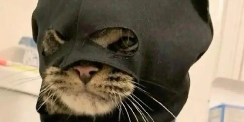 Imagem do grupo de WhatsApp Bat caverna 🦇