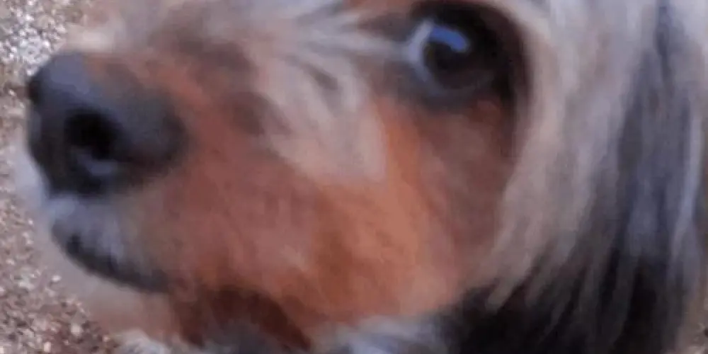 Imagem do grupo de WhatsApp Bate papo 🤙