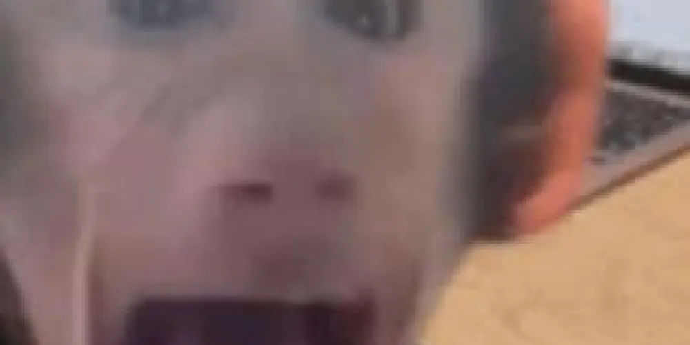 Imagem do grupo de WhatsApp Bate papo rucoy online