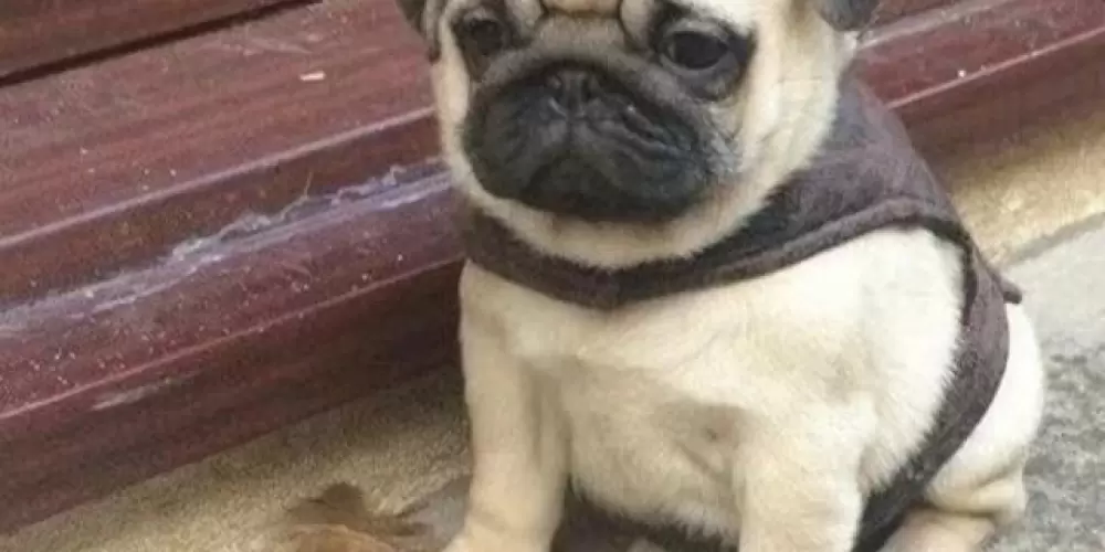 Imagem do grupo de WhatsApp Batepapo#10k