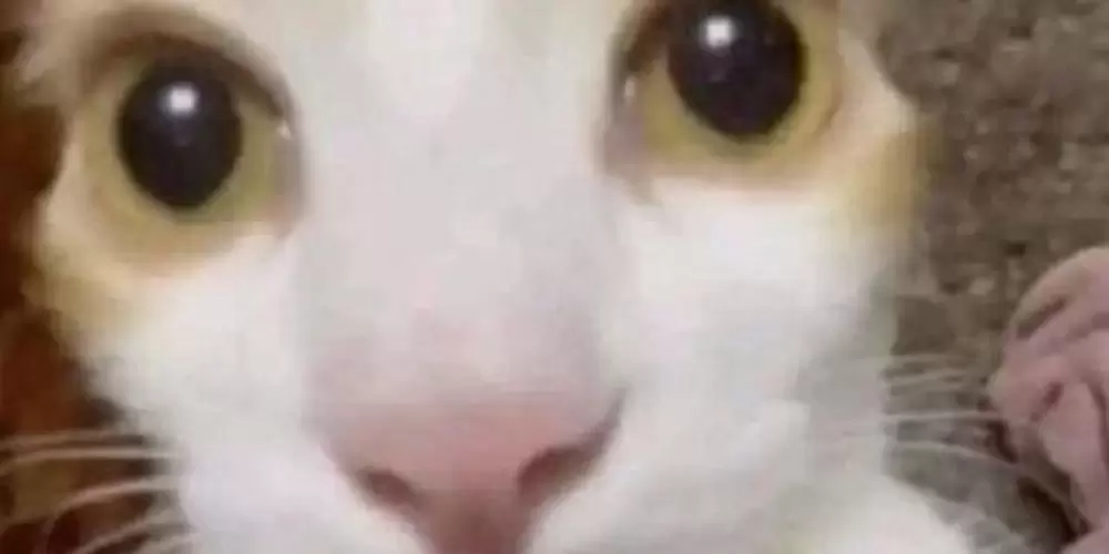 Imagem do grupo de WhatsApp Beco da favela