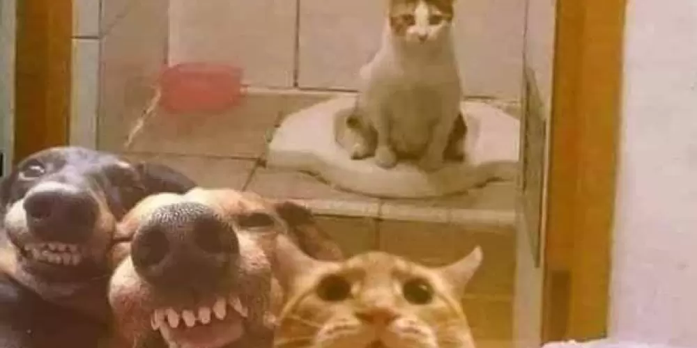 Imagem do grupo de WhatsApp BEST FRIENDS 😍🫶