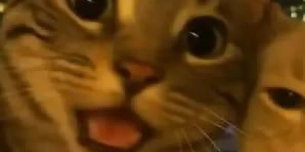 Imagem do grupo de WhatsApp Best friendus furever